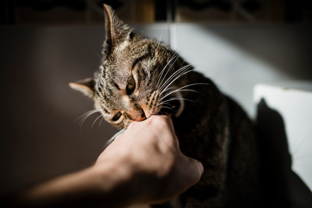 a domestic cat biting its owner's hand softly