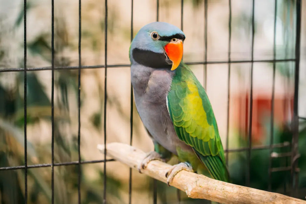 a green parakeet on a stick inside a cage