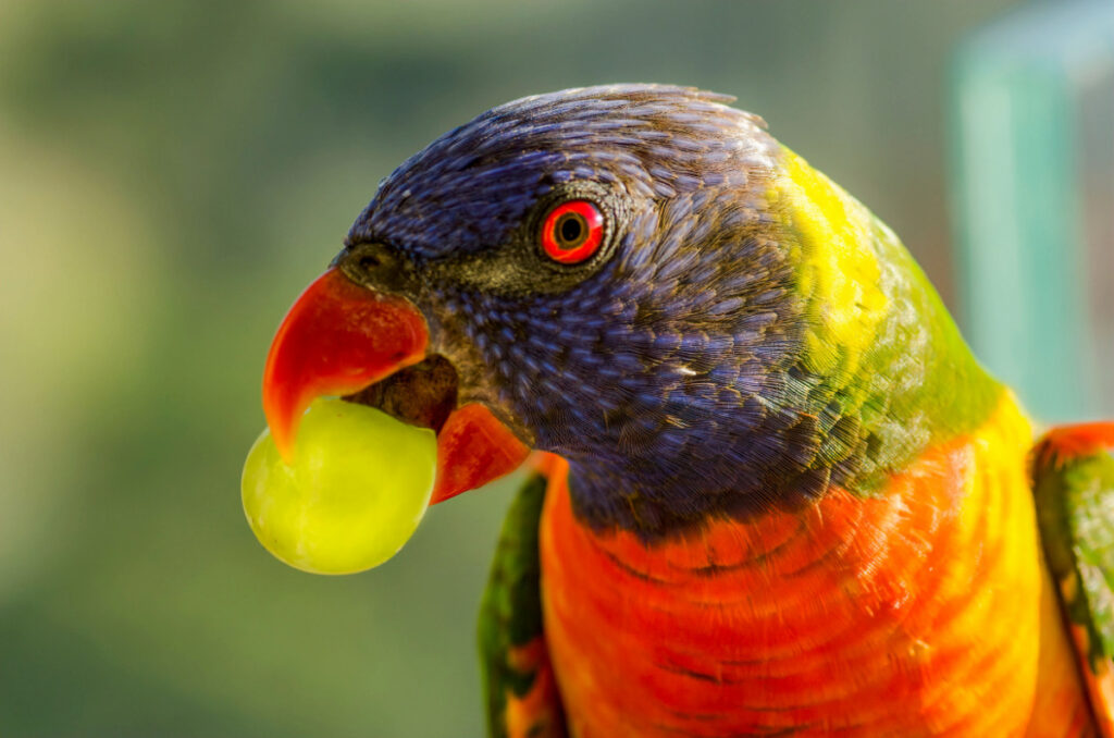 a parrot biting a grape on its beak 