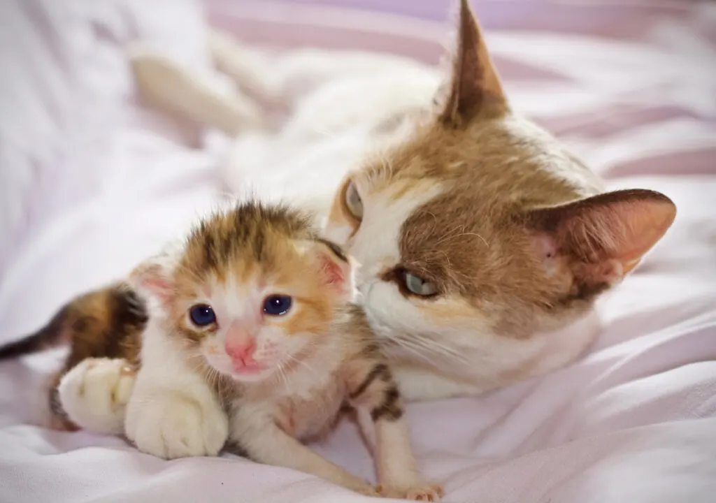 baby kitten and mother cat on a white sheet