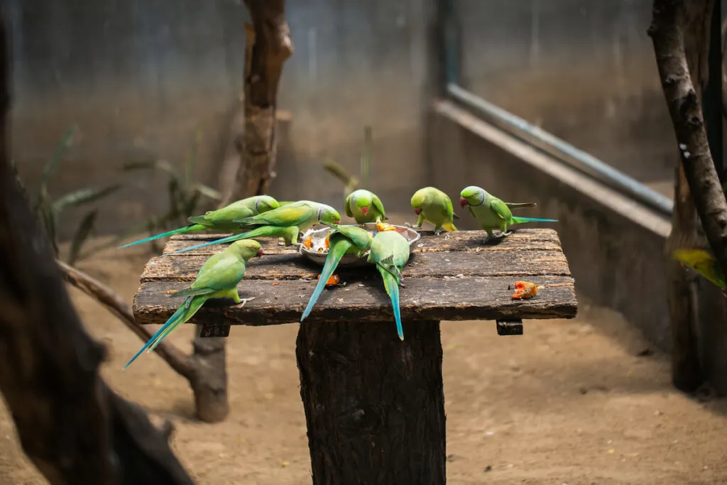 green parrots eating on a feeder platform