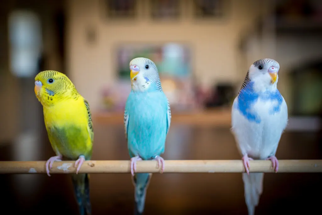 three colorful parakeets standing on a stick 