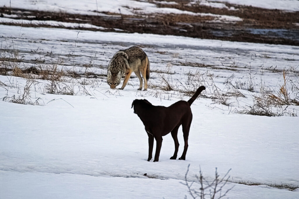 A black dog looking at a coyote in a snowy field 