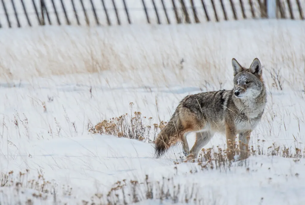 A coyote dog in the winter out the field