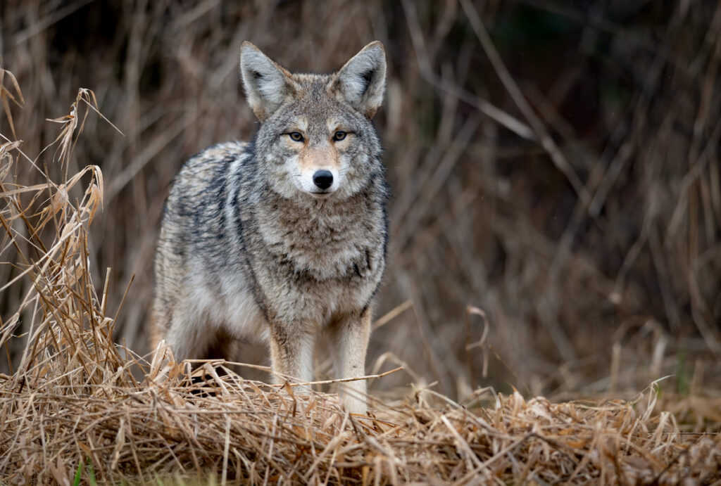 A coyote standing on dried grass