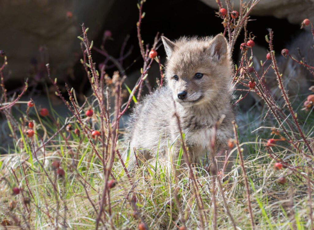 A cute coyote puppy in the wild