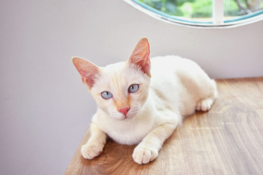 Flame-Point Siamese Cat on a wooden table near the window