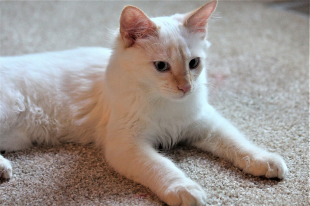Flame-Point Siamese Cat resting on a white carpet