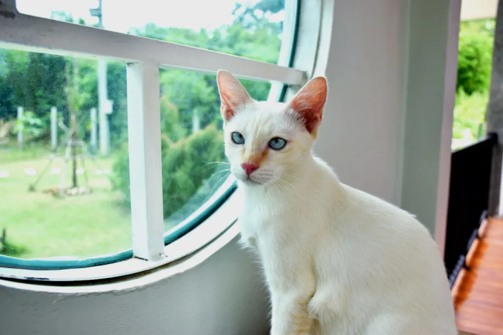 Flame-Point Siamese Cat sitting by the windowsill