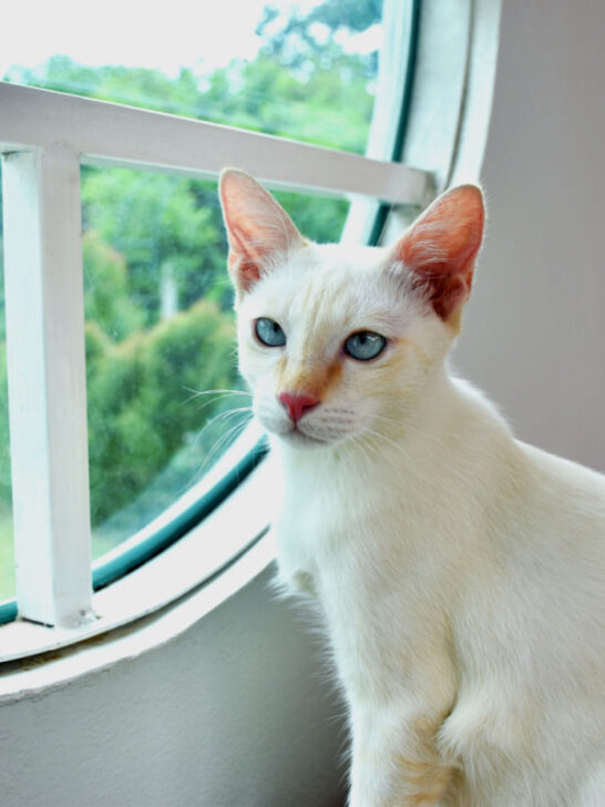 Flame-Point Siamese Cat sitting by the windowsill