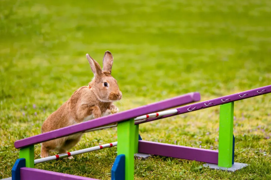 Rabbit climbing an inclined platform outdoor 