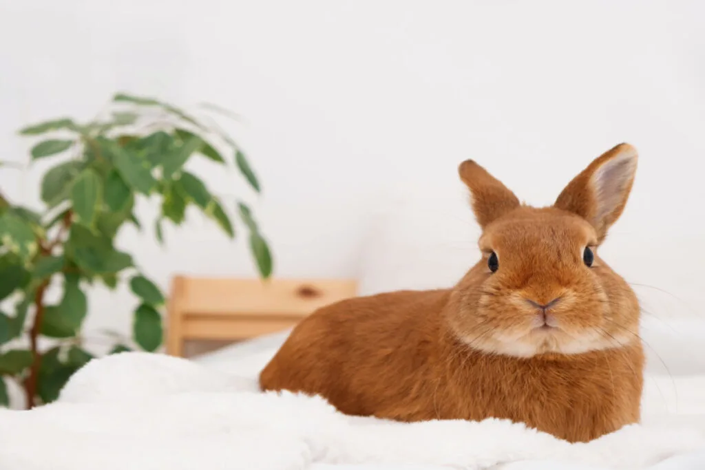 a brown cute rabbit resting on the bed