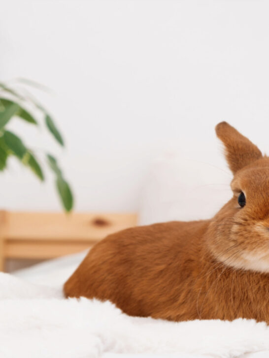 a brown cute rabbit resting on the bed