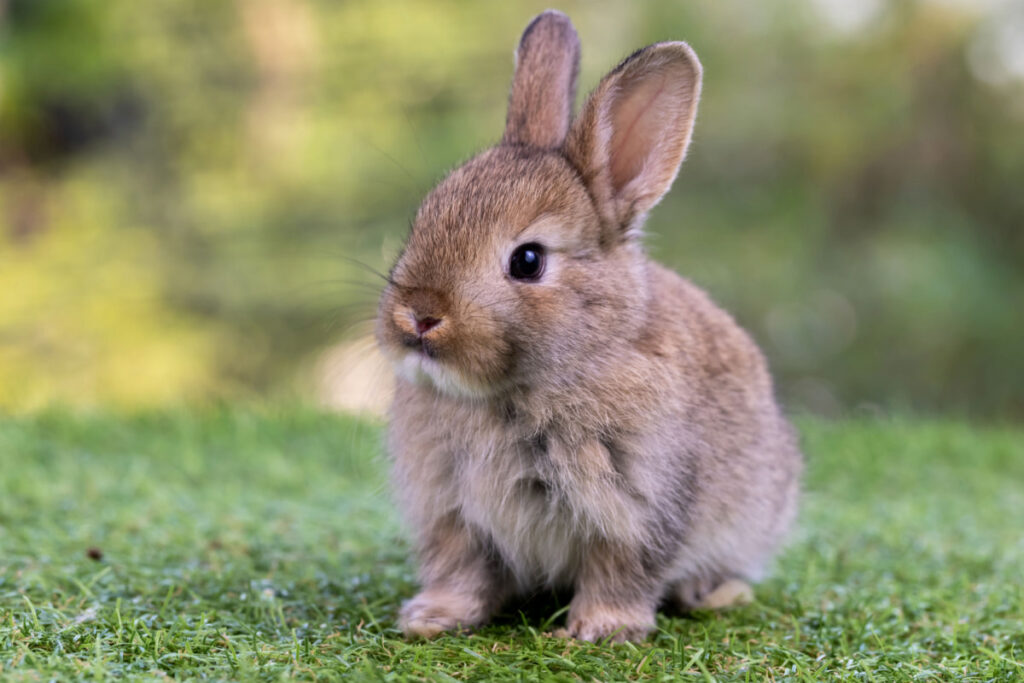 cute brown rabbit resting on the lawn