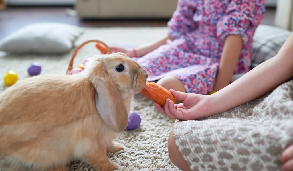 A rabbit being fed with a carrot in the living room with two kids.
