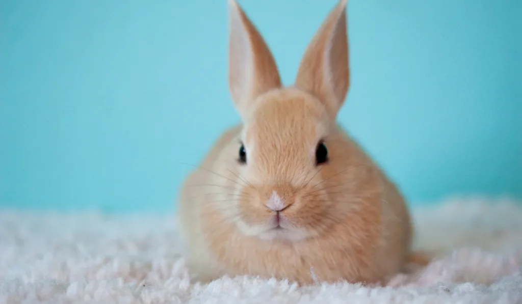 A rabbit resting on a fur cloth with light blue background