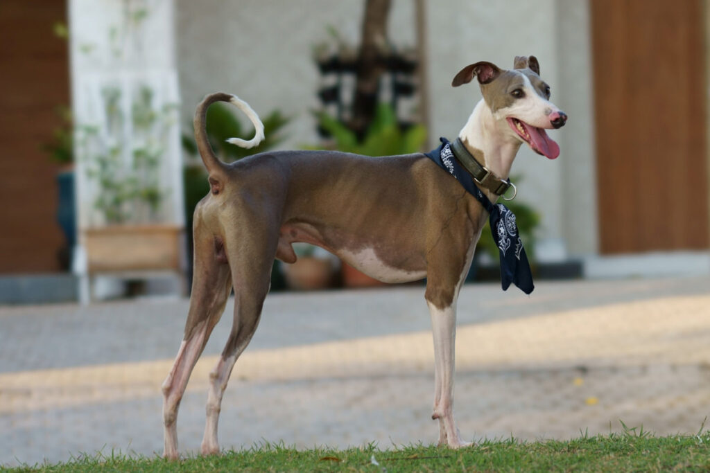 A Greyhound standing at the front yard 