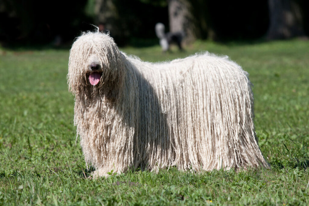 A Komondor dog standing on the lawn