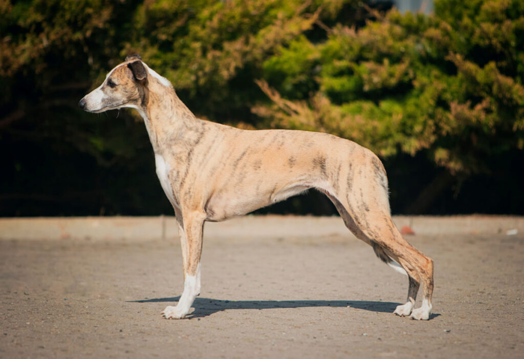 A Whippet dog standing and looking straight at a park