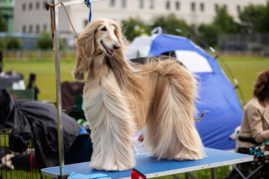 A beautiful Afghan Hound dog standing on a blue table in a campsite