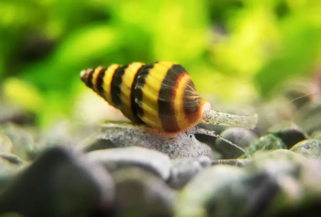 Assassin Snail at the bottom of an aquarium