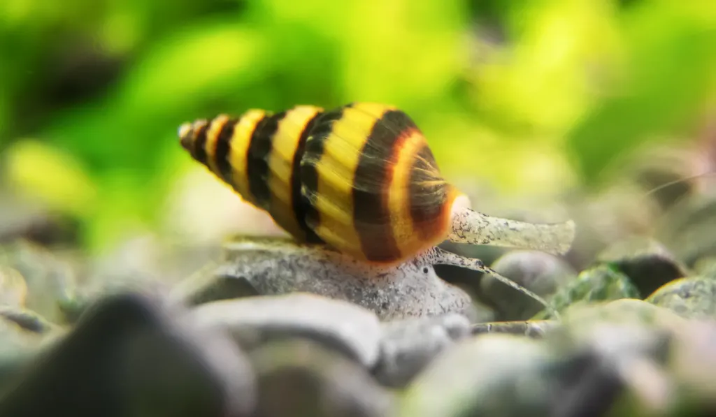 A yellow and black snail inside the aquarium