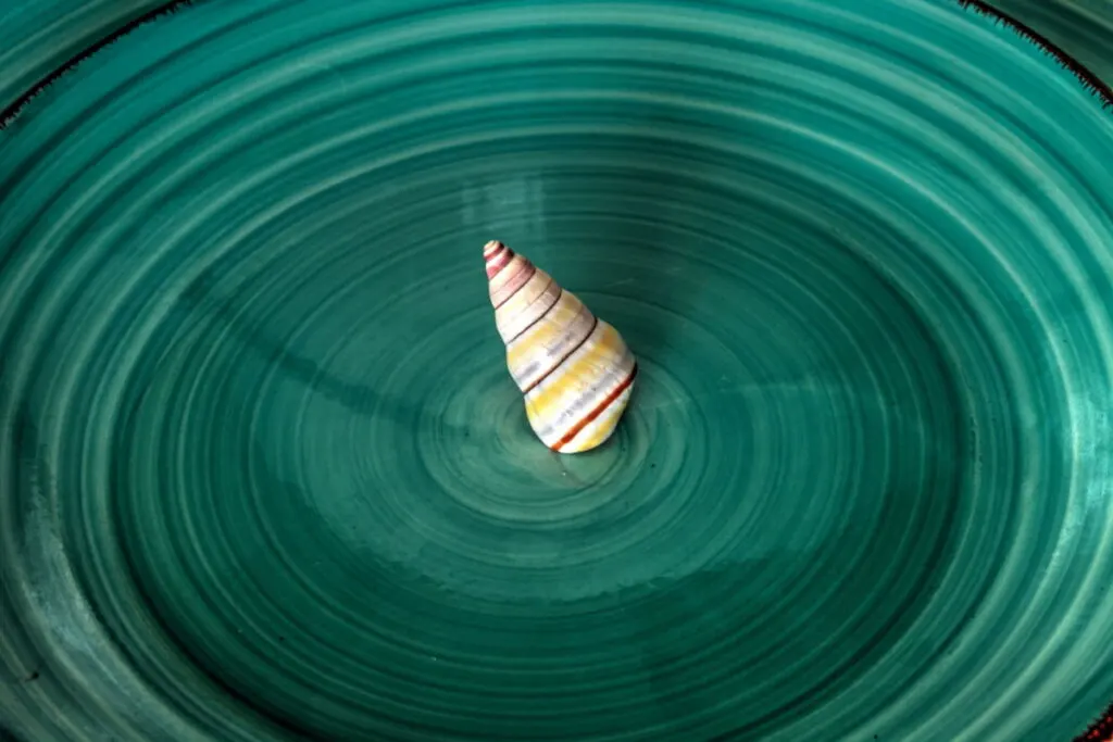 Candy Cane Snail at the center of a green plate