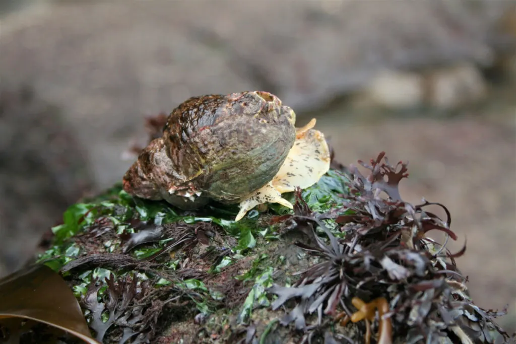 Common Whelk on top of the plants on a rock