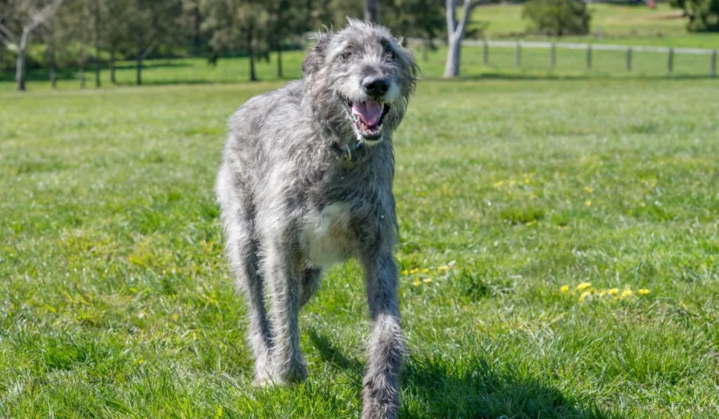 A gray dog running on the field while sticking its tongue