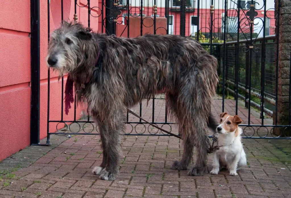 Irish Wolfhound standing at the front of a gate