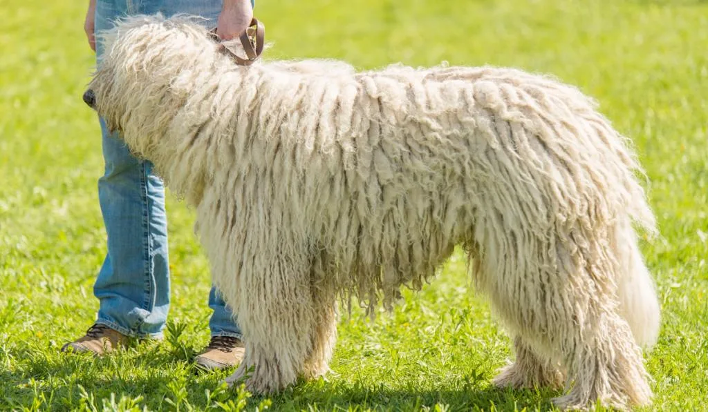 A white hairy dog standing besides its owner in the field.