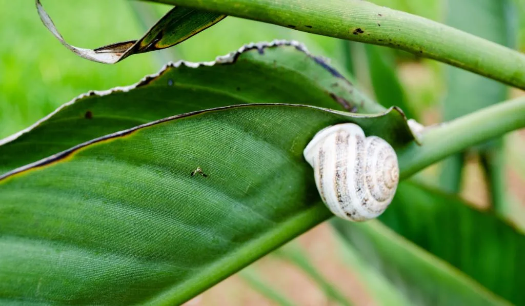 A white  snail crawling on the green leaf