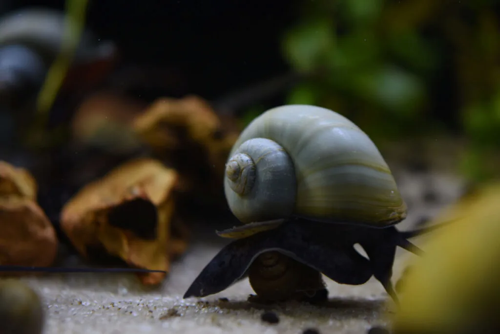 Mystery Snail living under the freshwater 