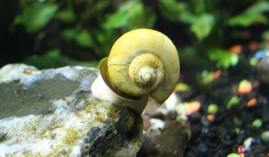 A  snail crawling on the ground resting on the rock inside the aquarium