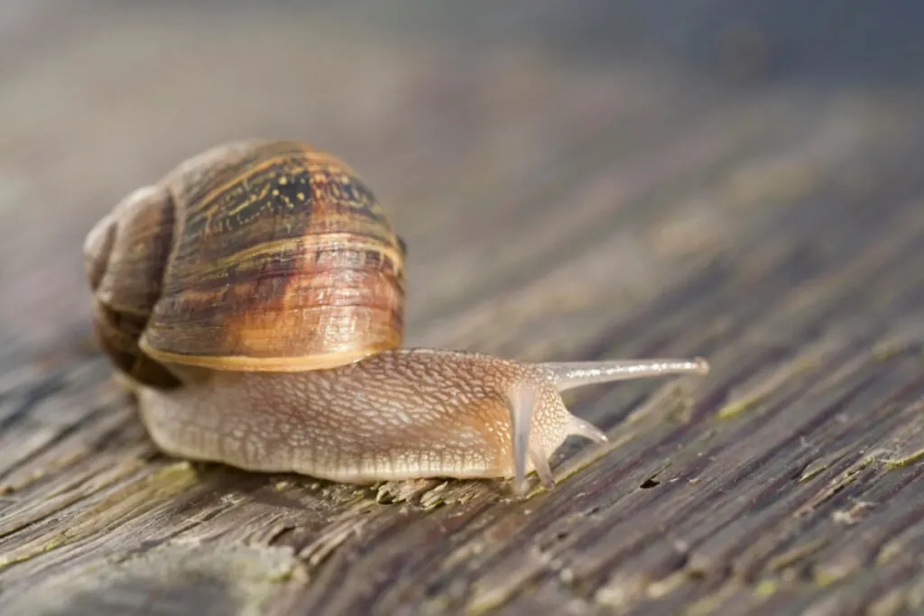 Roman Snail crawling on a wooden platform