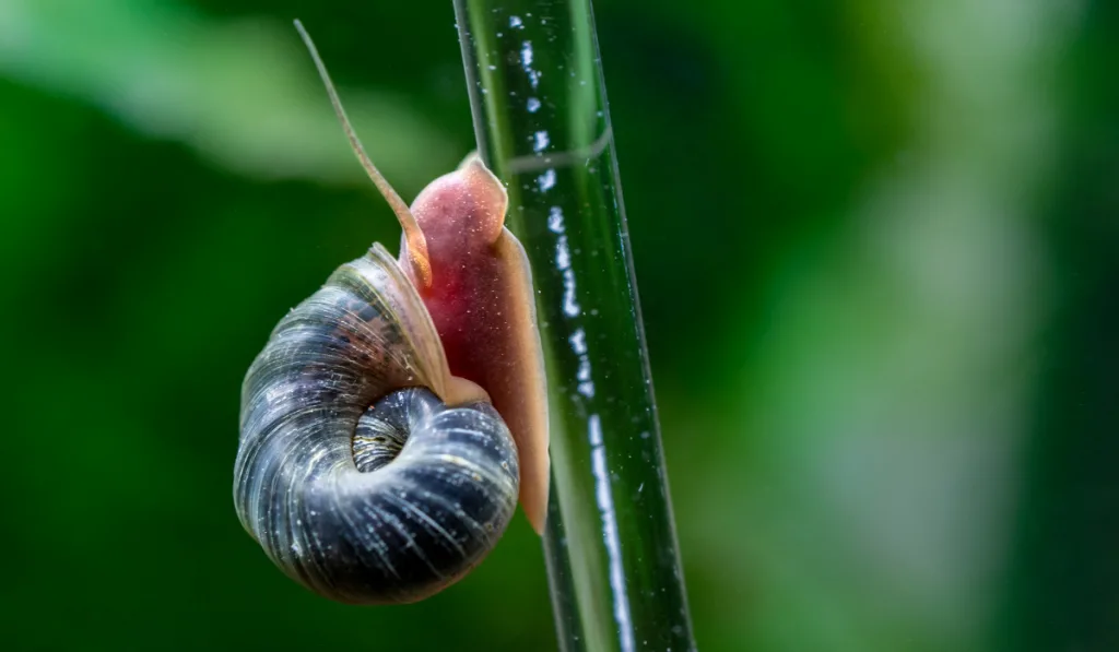 A snail climbing up on a green transparent stick. 