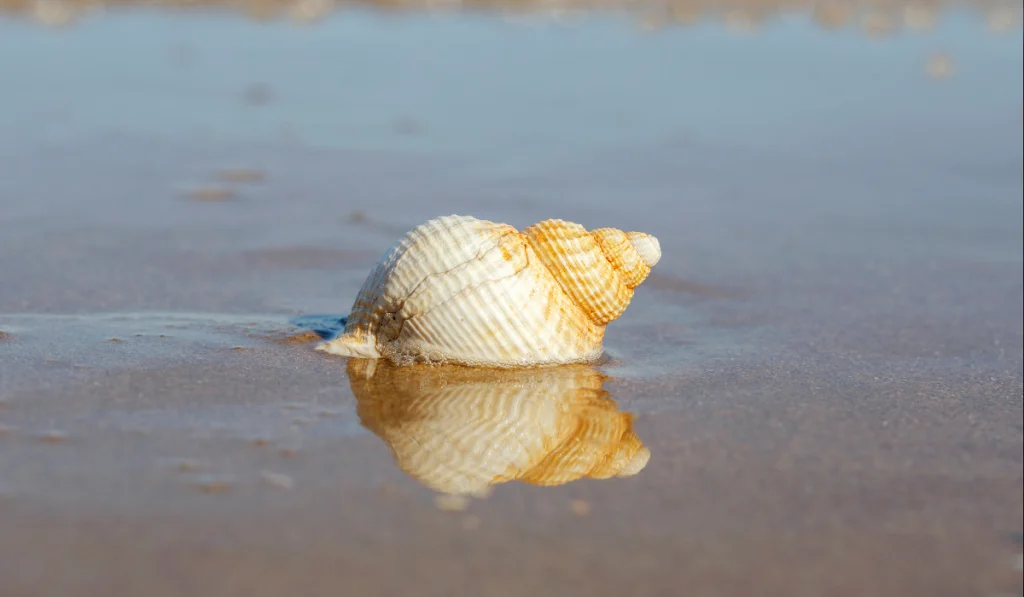 A  snail crawling on the sea ground