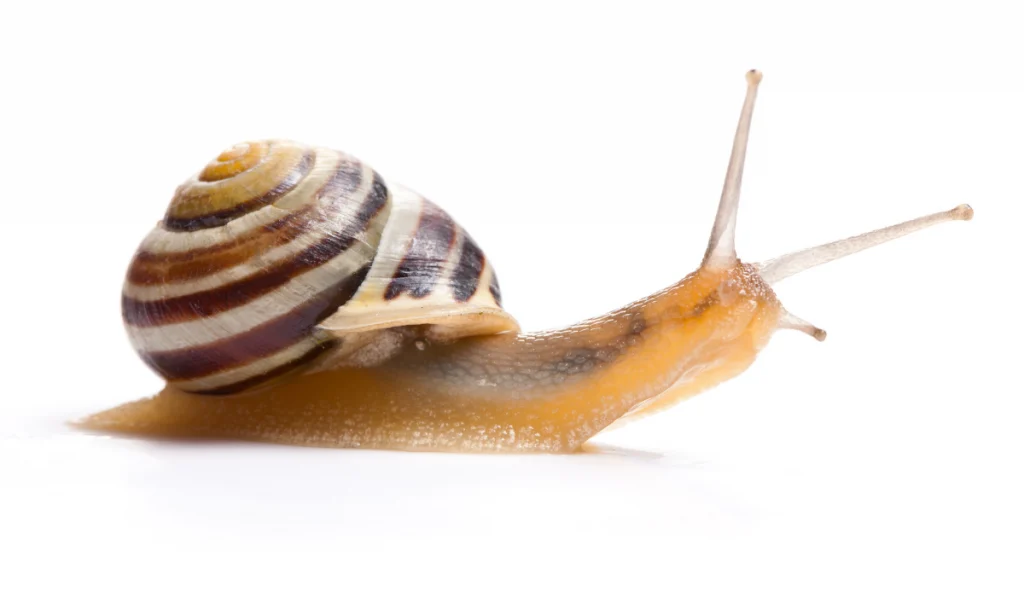 A snail on a white background