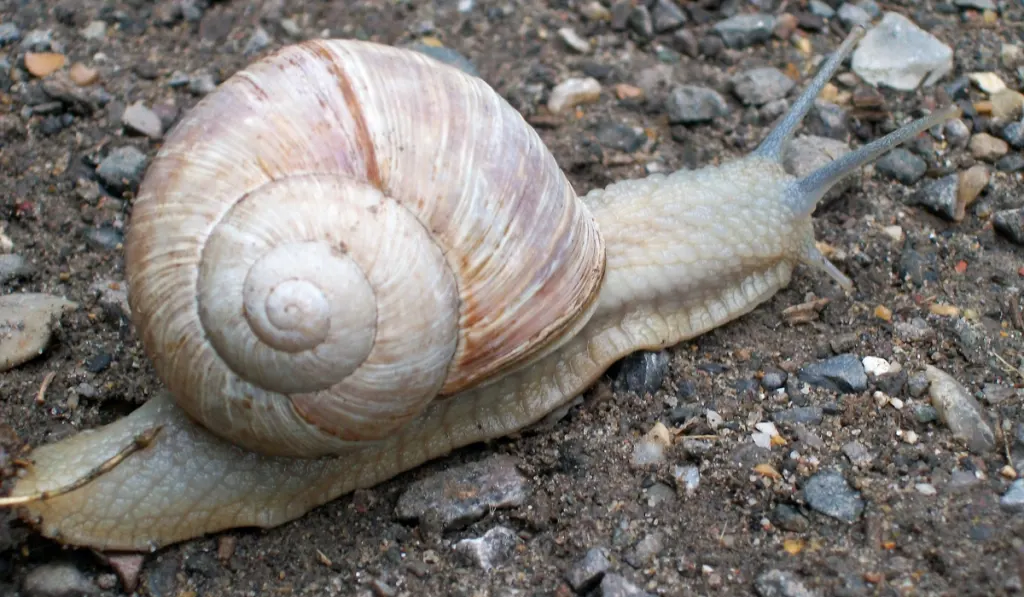 A brown snail crawling on the rocky ground