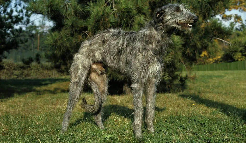 A black-gray dog standing in the field and looking far away