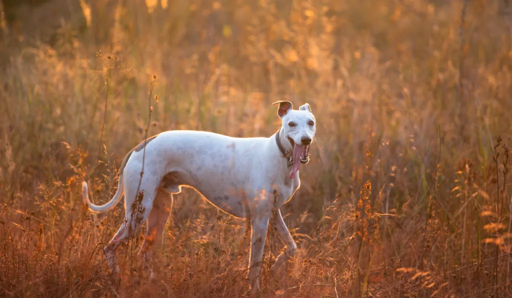 A white dog standing on the field while sticking its tongue