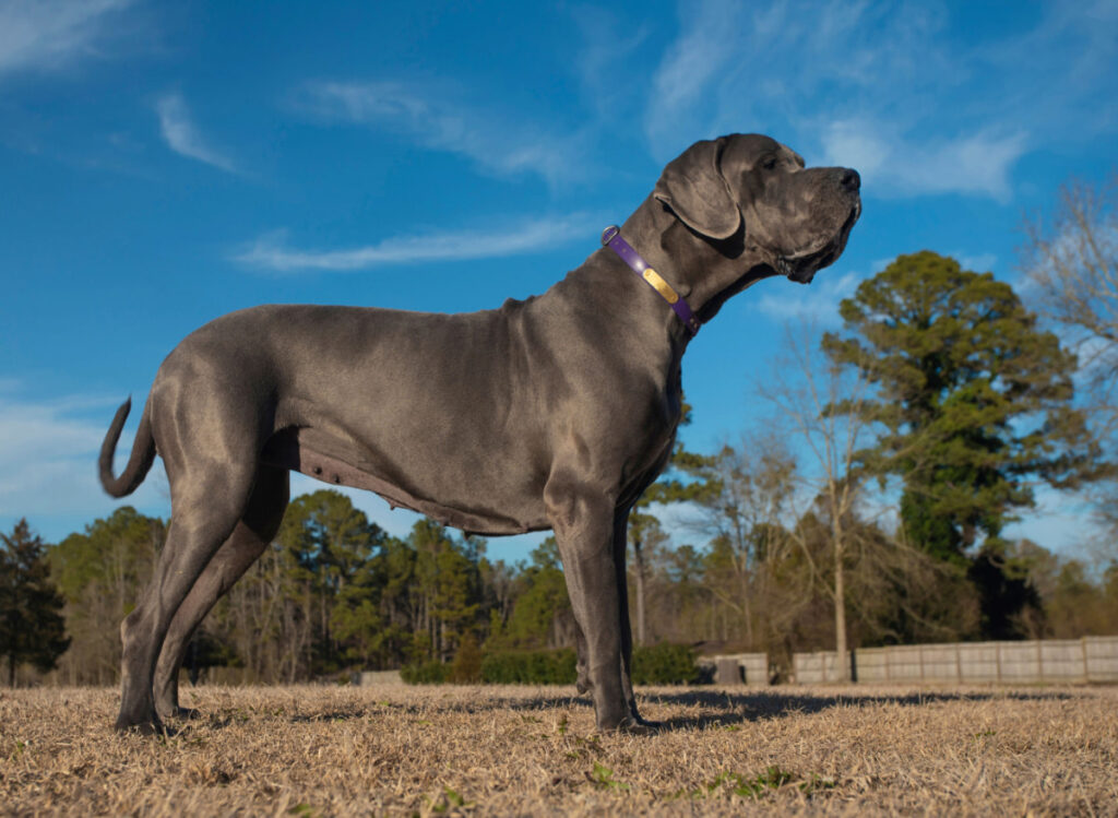 a Great Danes dogs standing in an open area under a nice weather