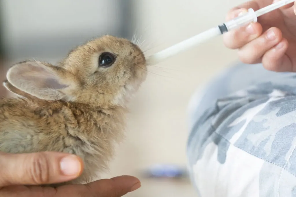 a cute little rabbit drinking from a syringe