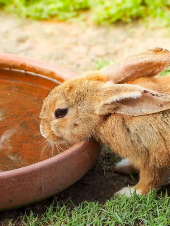 a ginger rabbit drinking water from a bowl