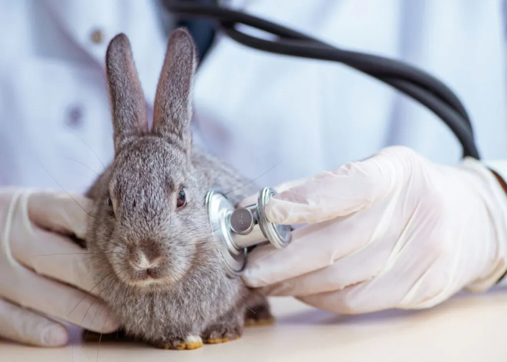 a gray rabbit vising the vet for a check up