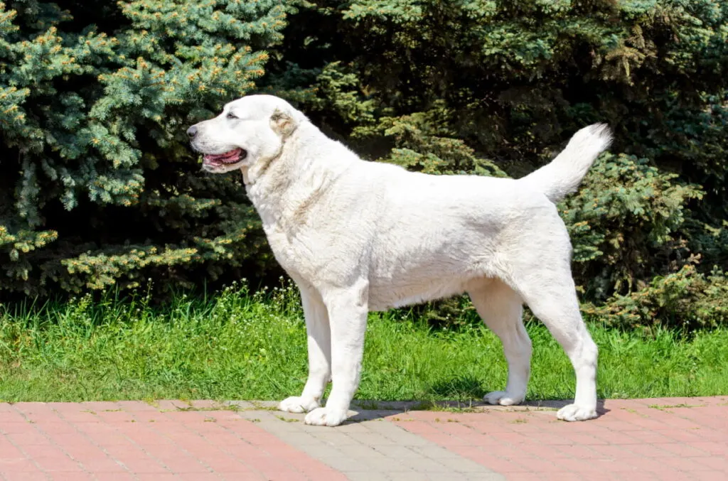 a white Akbash dog standing under the scorching heat in a park