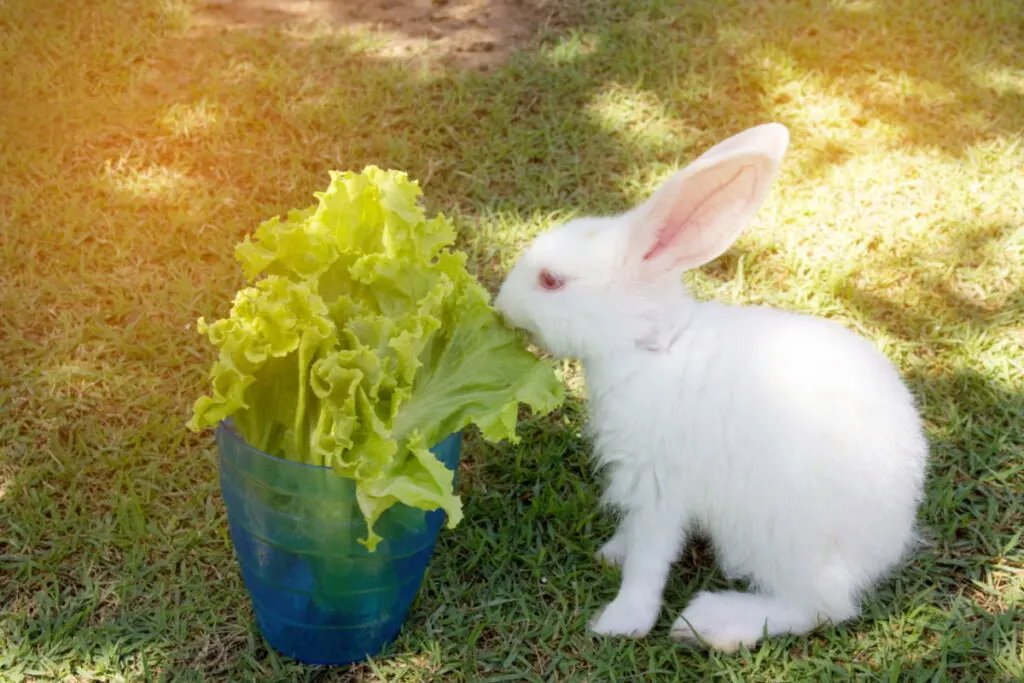 a white rabbit eating lettuce 