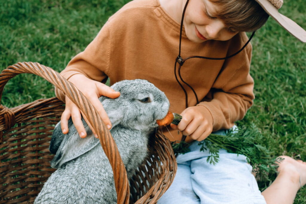 a young boy spending time with his rabbit and feeding carrot