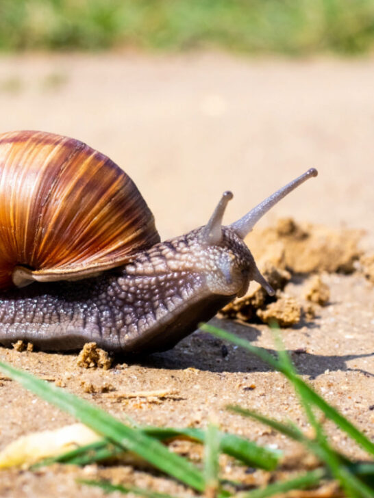 brown Garden Snail slowly moving on the ground