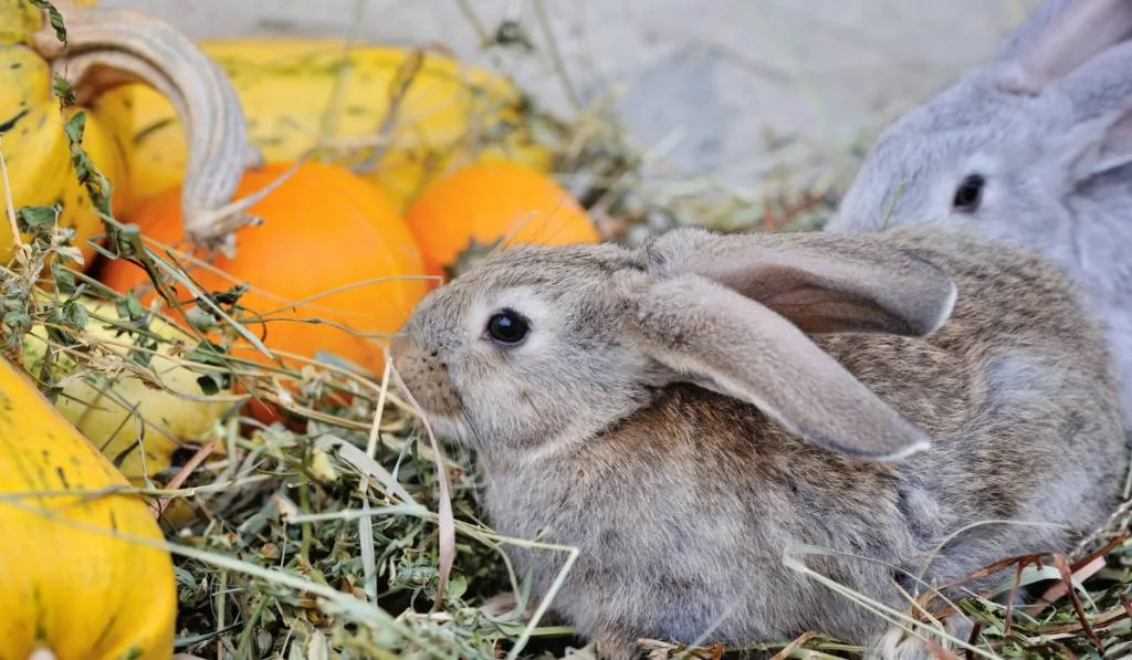 Two rabbits eating hay with fruits near them